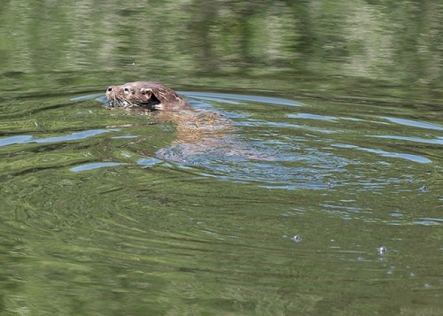 WWF ha desarrollado su tradicional censo visual de nutria en el río Riaza