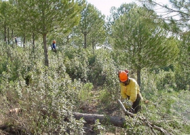 Andalucía adjudica obras forestales en montes públicos andaluces