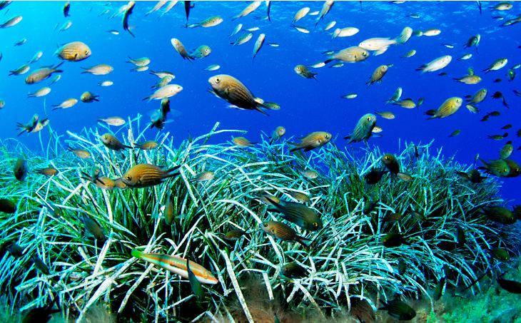 Los países mediterráneos se comprometen a combatir la pesca ilegal y preservar ecosistemas amenazados