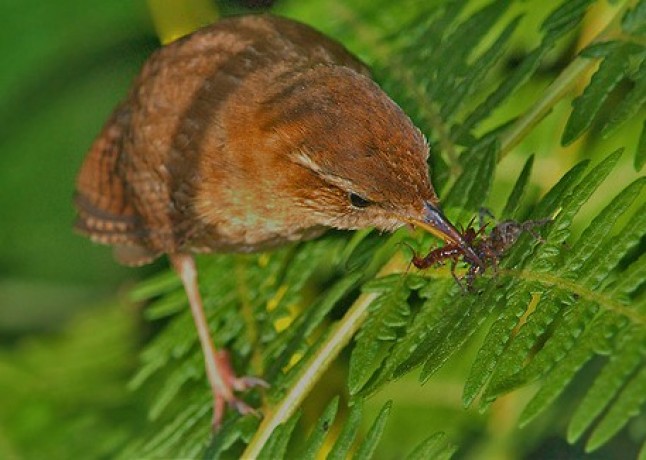 Uso ilegal del suelo y del agua en Doñana