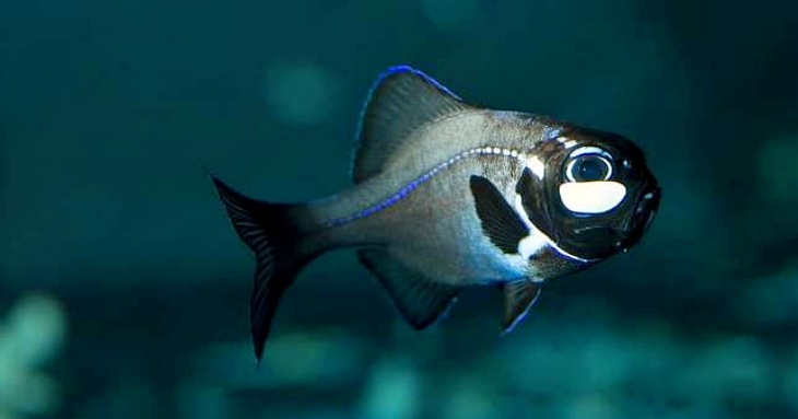 El pez ojo de linterna usa su luz para organizarse con los suyos
