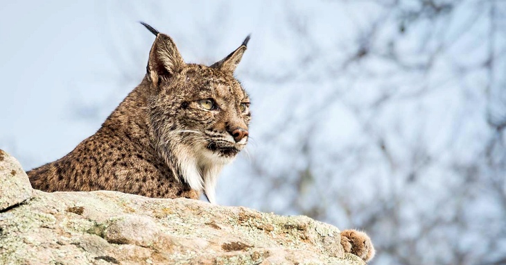 La población de lince ibérico ‘al alza’