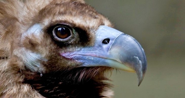 Amantes de la naturaleza y las aves: nueva fecha para la Feria Internacional de Turismo Ornitológico de 2020