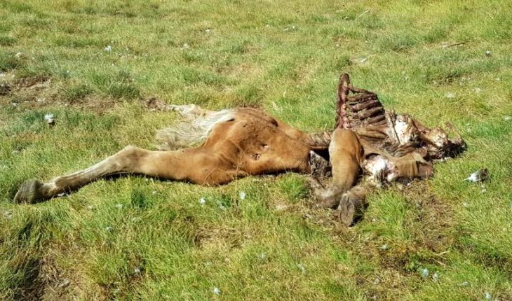 El oso Cachou ataca a cuatro caballos en dos semanas