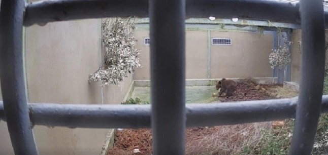 El oso pardo BEATO vuelve a casa