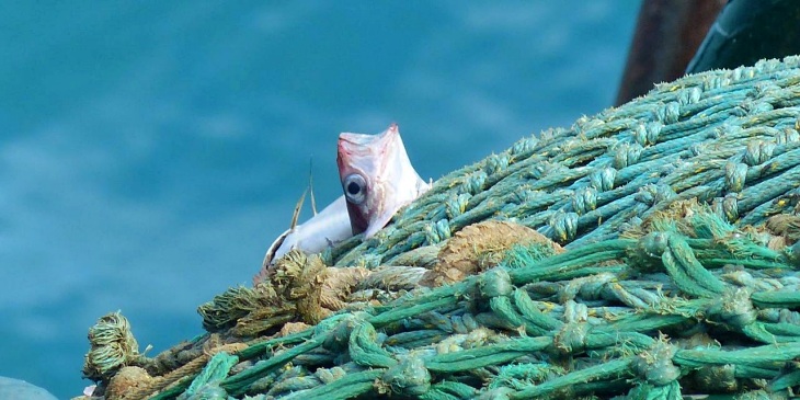 La sobrepesca continuará en 2020