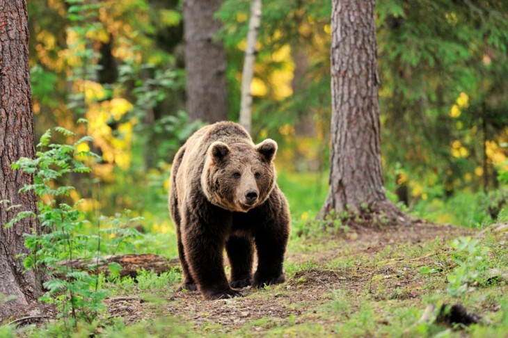 El oso no es el enemigo de la ganadería