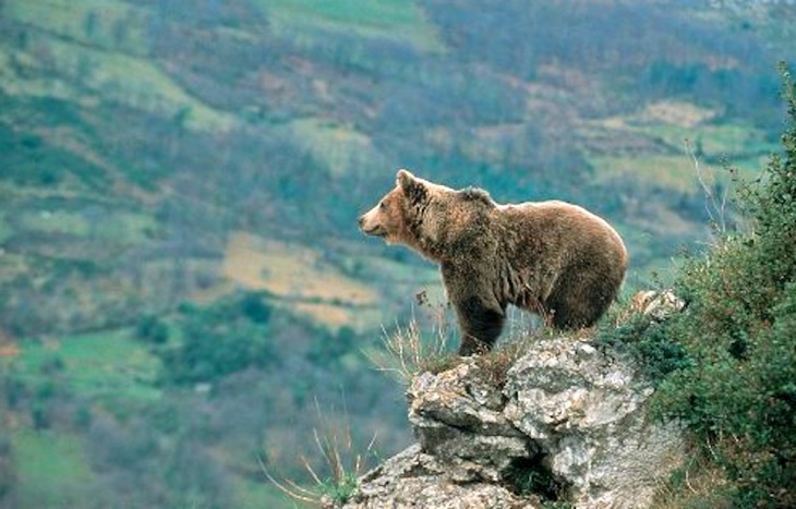 Navarra abordará en una jornada la presencia del oso pardo en el Pirineo