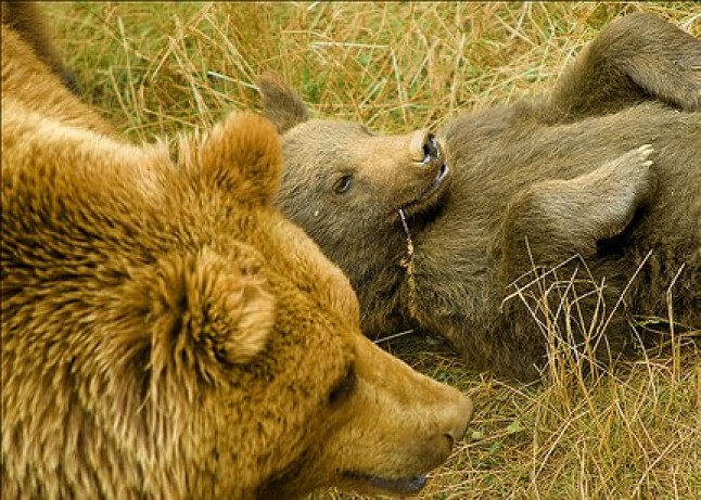 Patrulla osera en el Valle de Arán