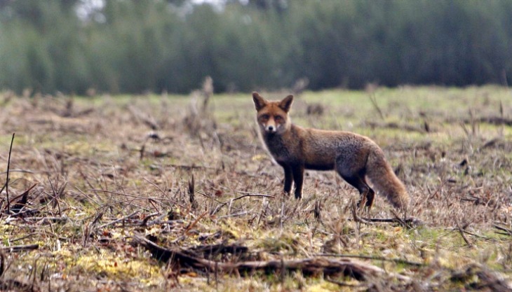Galicia: la batida de zorros en Moaña es ilegal