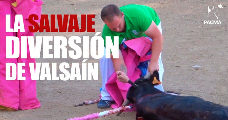 Cruel y despiadada becerrada en Valsaín (Segovia)