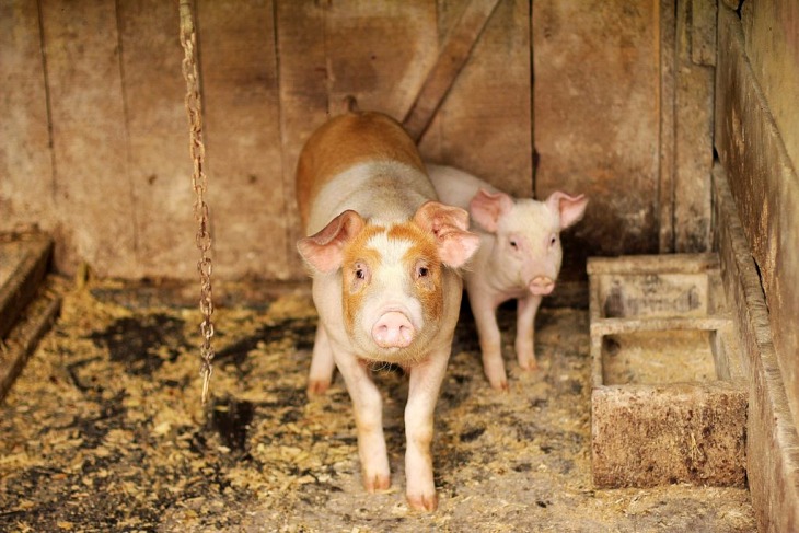 Burgos. Pacma pone fin al concurso ilegal del cerdo engrasado en Palazuelos de la Sierra