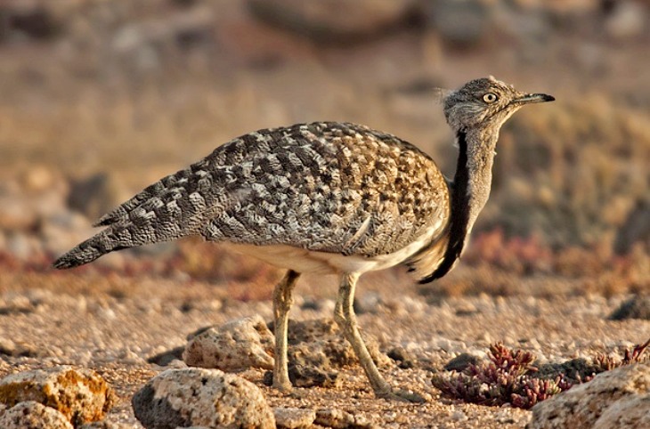 Lanzarote. Un nuevo sistema permite obtener más información sobre la avutarda hubara