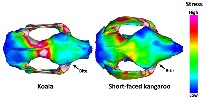 Te imaginas un canguro con cráneo y mandíbulas de panda gigante