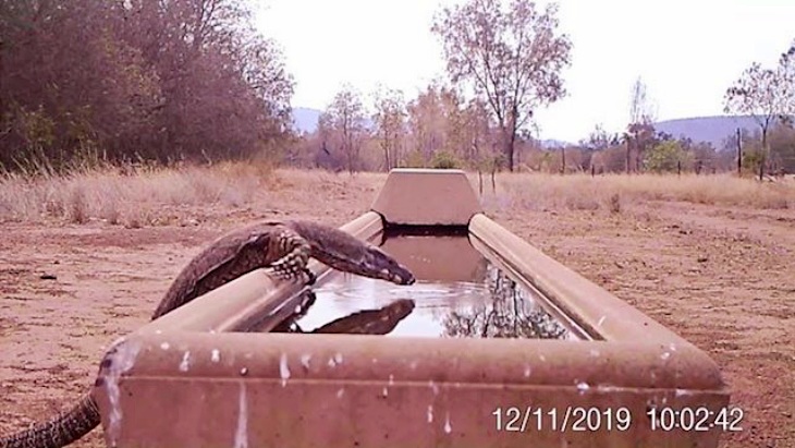 Sequía ‘extrema’ en Australia e iniciativas para salvar la fauna (video)