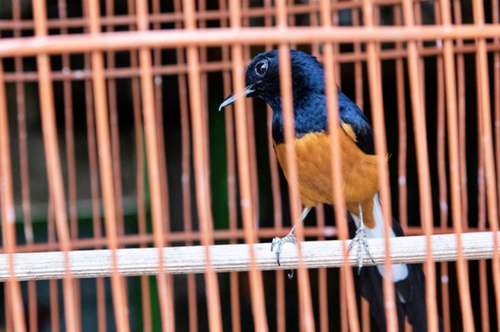 El 20% de vertebrados silvestres se comercializa en el mercado global