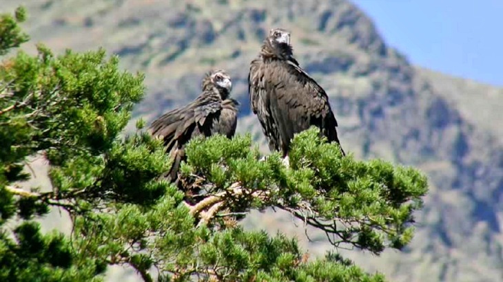 El veneno causó la muerte de un buitre negro hallado en el sur de la Comunidad de Madrid