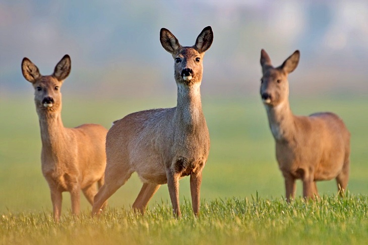 La Caza de Castilla y León es inconstitucional