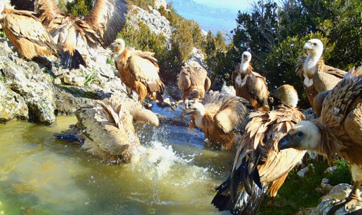 La biodiversidad de Colombia y Yellowstone protagonizarán en octubre el ciclo de cine de SEO/BirdLife