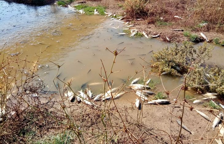 Aparecen una gran cantidad de peces muertos en el tramo del río Guadaíra más cercano al Guadalquivir
