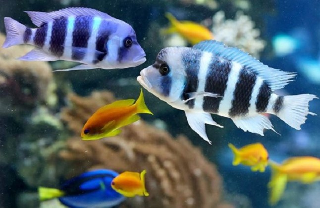 Unos pequeños peces africanos unen fuerzas para obtener comida