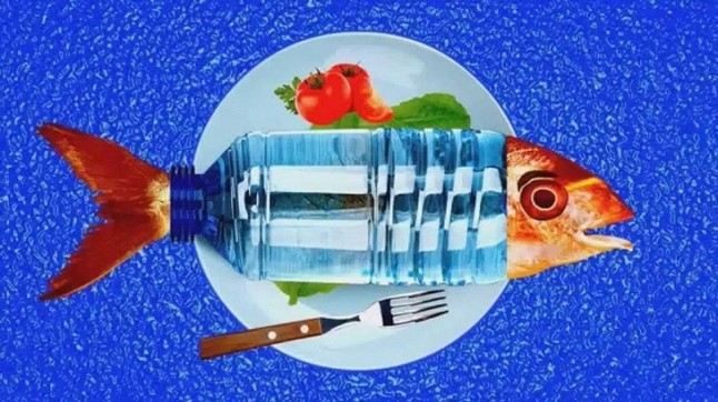 Los peces del Atlántico Noroeste están atiborrados de plástico