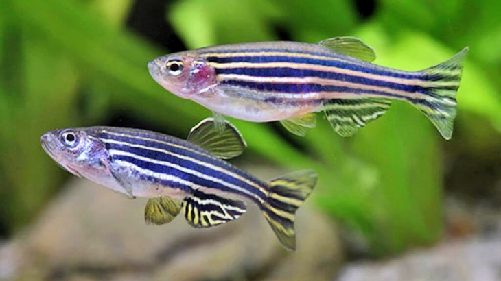 El fuerte y también ‘especial’ corazón del pez cebra