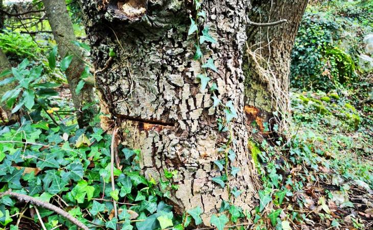 Asturias. Denunciamos los daños a encinas para construir en Ribadesella