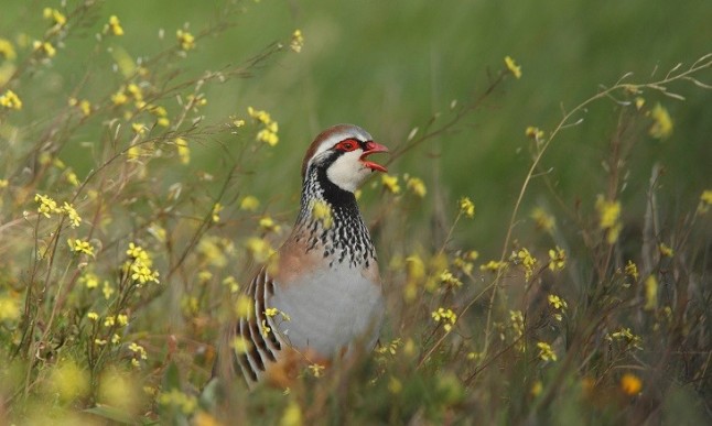 Alianza contra natura para recuperar la perdiz roja