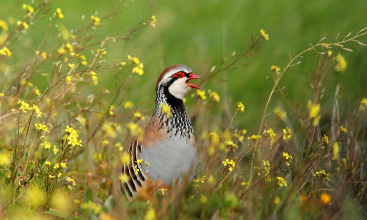 Las aves con pico rojo viven más y tienen más descendencia