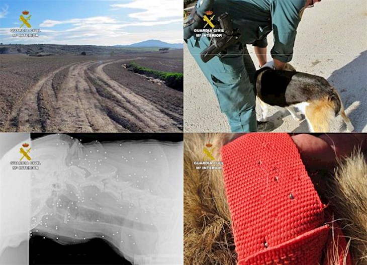 Dos cazadores se ‘lían a tiros’ con tres perros en Mazarrón (Murcia)