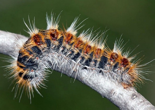 Los 10 mandamientos para evitar las picaduras de las orugas