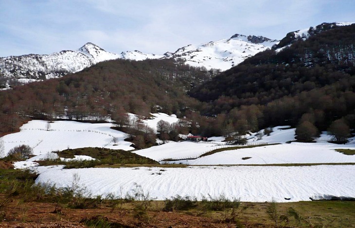 Tememos por la suerte de la osezna Saba liberada en Picos de Europa