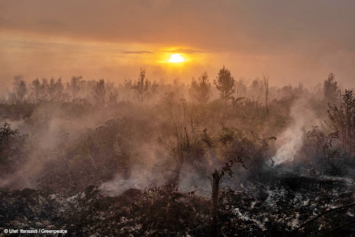 El aceite de palma y la pasta de papel detrás de los inmensos incendios de Indonesia