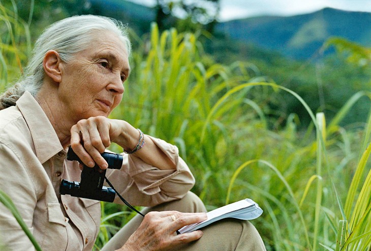 Las ‘ramitas’ de Jane Goodall