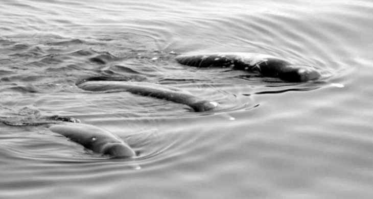 Científicos hallan una nueva especie de ballena en las costas de Hokkaido (Japón)