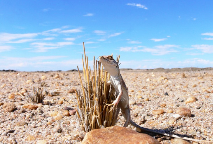 A algunas especies de lagartijas adaptadas a la alta montaña les perjudica notablemente el ‘cambio climático’