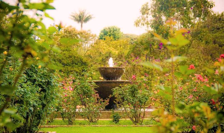 La Universidad de Alcalá estudiará los efectos de la incorporación de especies exóticas de árboles a nuestros ecosistemas