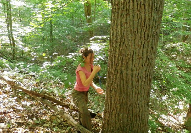 Las plantas crecen más rápido ante el aumento de dióxido de carbono sólo si no les falta el agua