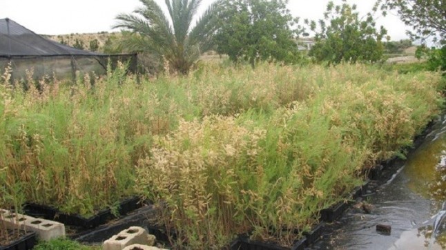 Andalucía planta 11.000 árboles en la desembocadura del río Aguas