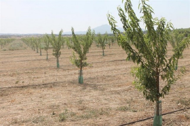 Autorizan a Baleares la plantación y comercialización de todas las variedades de plantas solicitadas