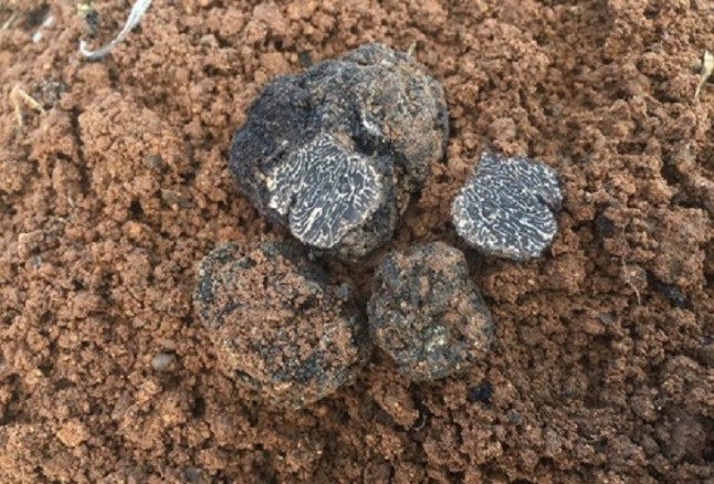 Una plantación experimental genera las primeras trufas negras de las que se tiene constancia en Zamora