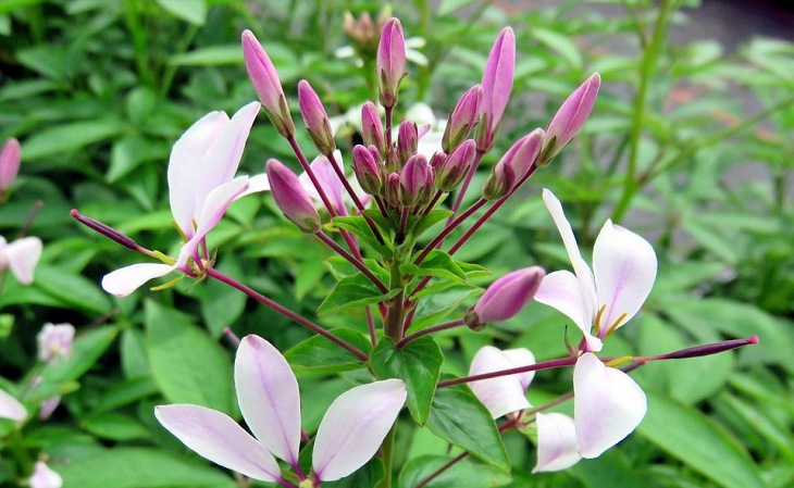 El 40% de las plantas serán ‘victimas’ de la crisis climática
