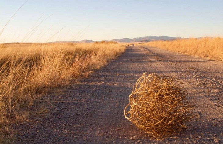 La planta rodadora del lejano Oeste