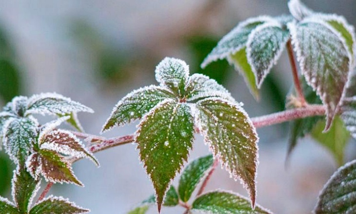 El cambio climático impulsa la diversidad de plantas en las partes más frías del Planeta