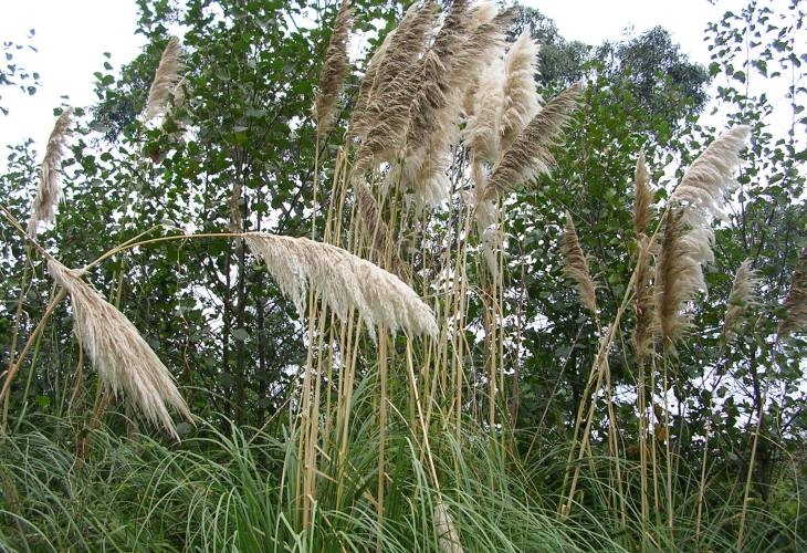 No se puede permitir el uso del Plumero de la Pampa en Asturias como elemento decorativo