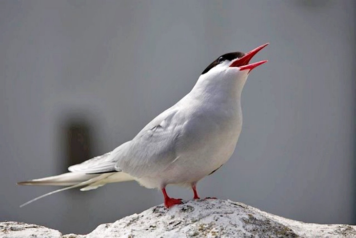 Las aves que migran a mayor distancia son las principales ‘víctimas’ de la crisis climática