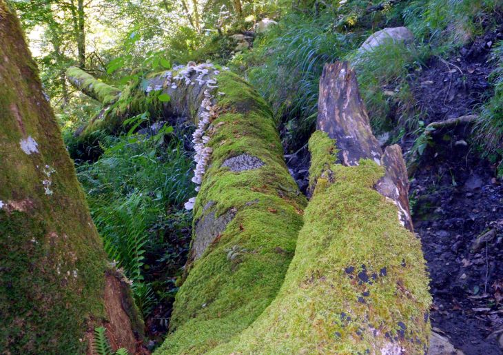 La polémica está servida con la planta de biomasa en La Zalia (Asturias)