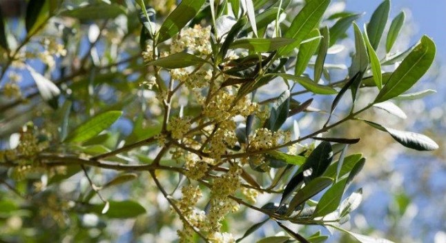 Cómo influyen las masas de aire africano en los niveles de alergia al polen del olivo