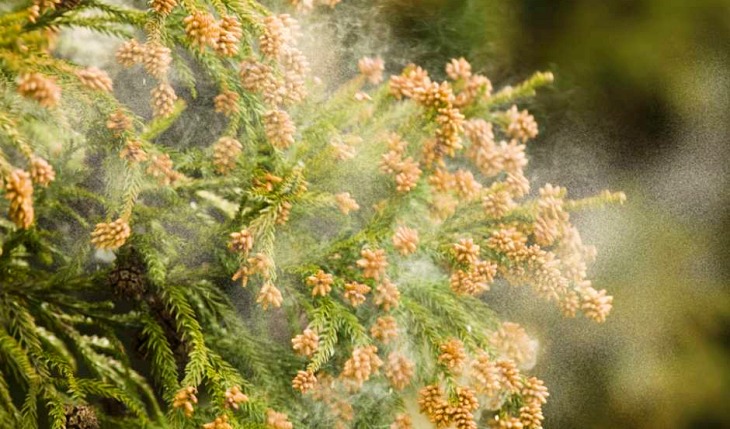 El polen puede ayudar a mejorar la fermentación alcohólica del vino